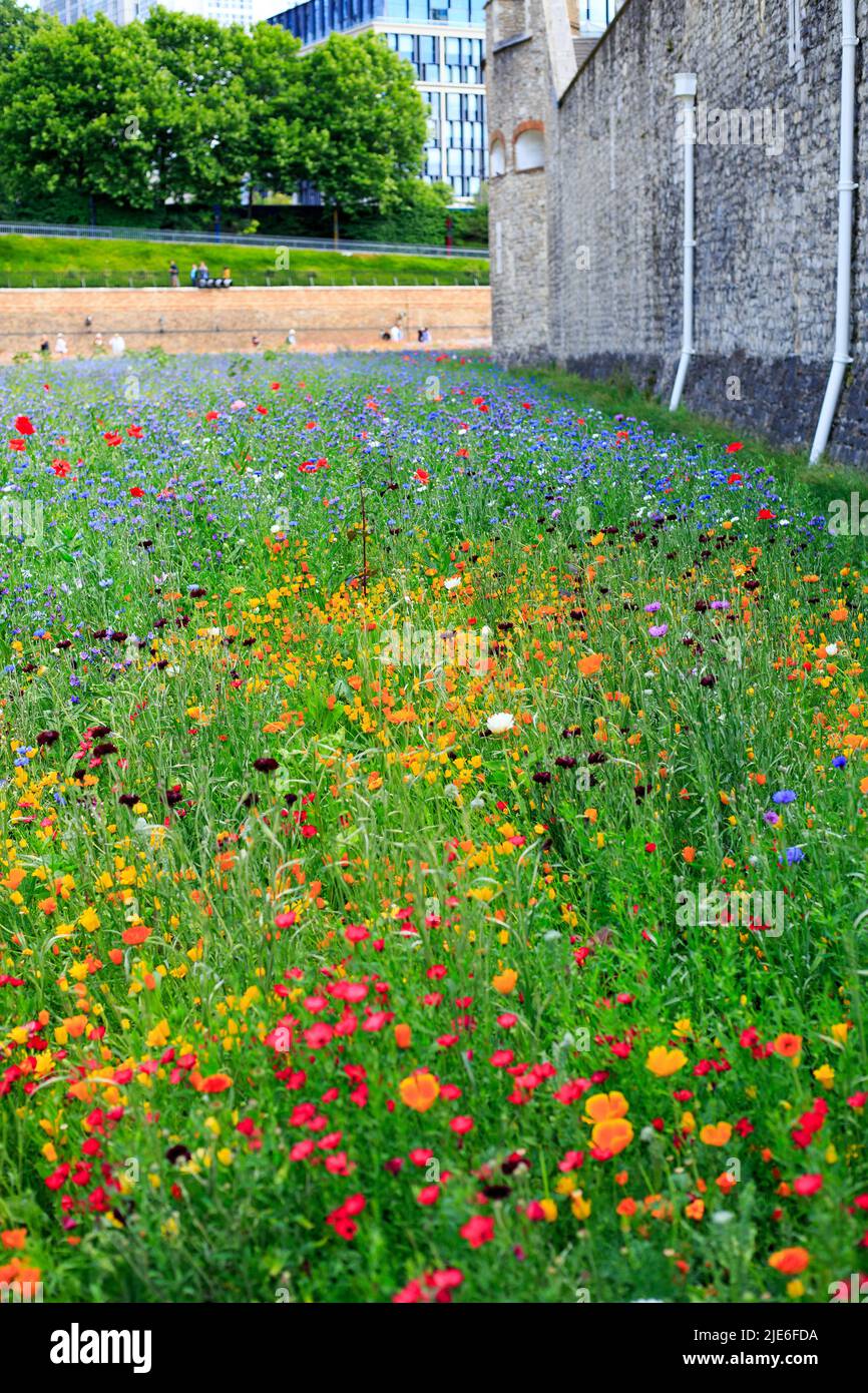 Superbloom at Tower Of London, June 2022 Stock Photo