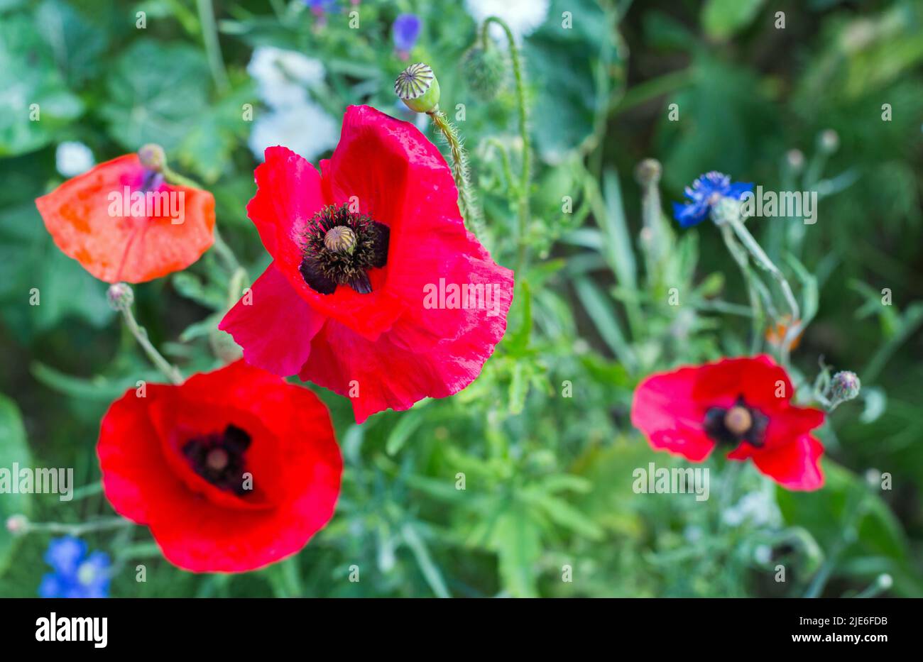 Close up of bright Red Poppy in full bloom Stock Photo