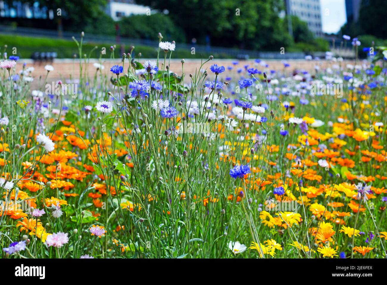 Superbloom at Tower of London June 2022 Stock Photo