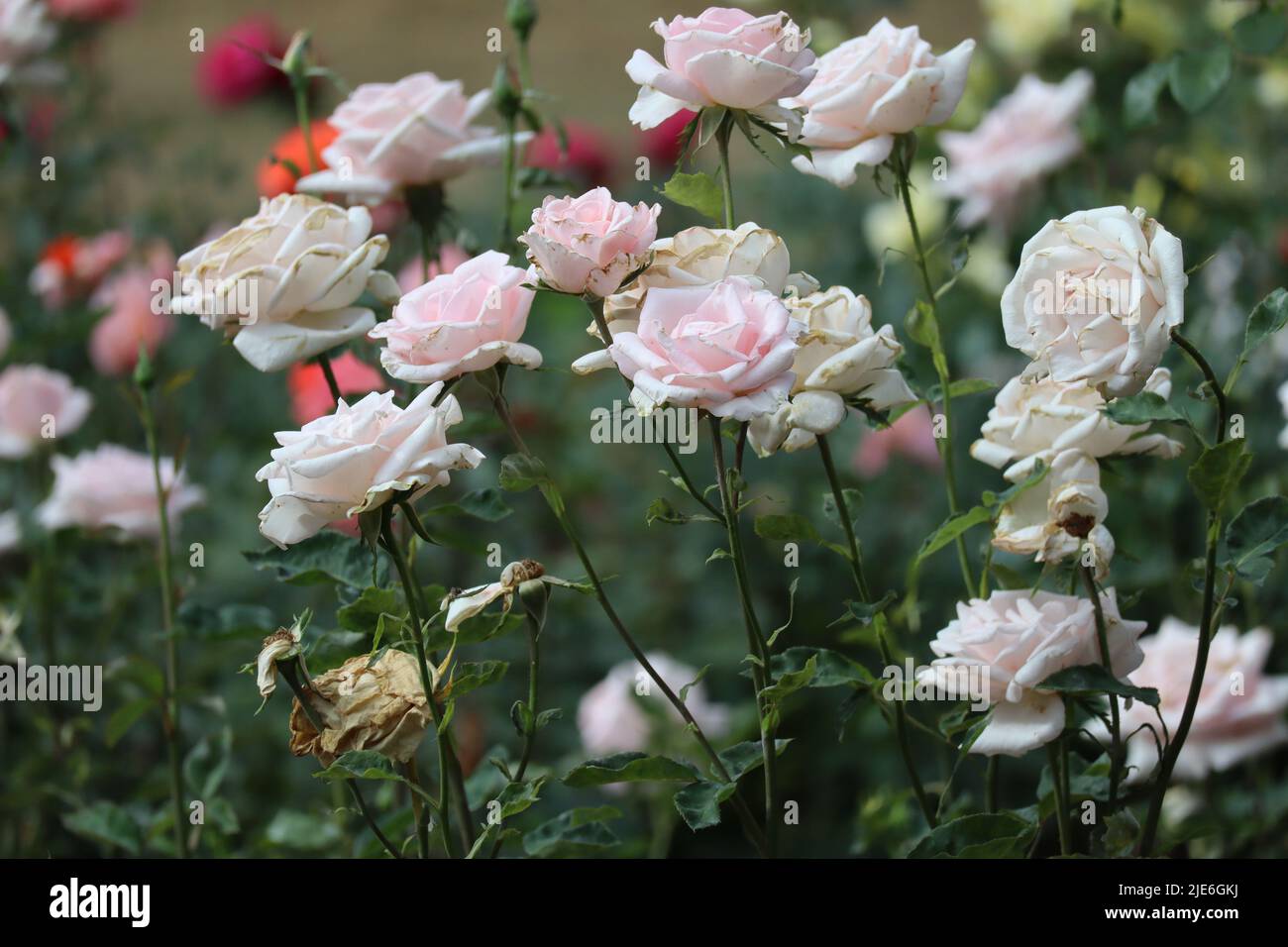 Roses with significant Burns from Sun exposure Stock Photo Alamy