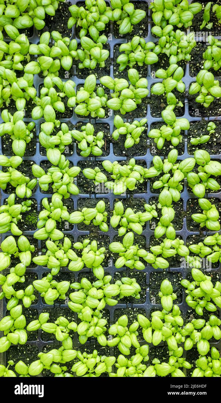Top down view of organic basil seedlings in a container. Stock Photo