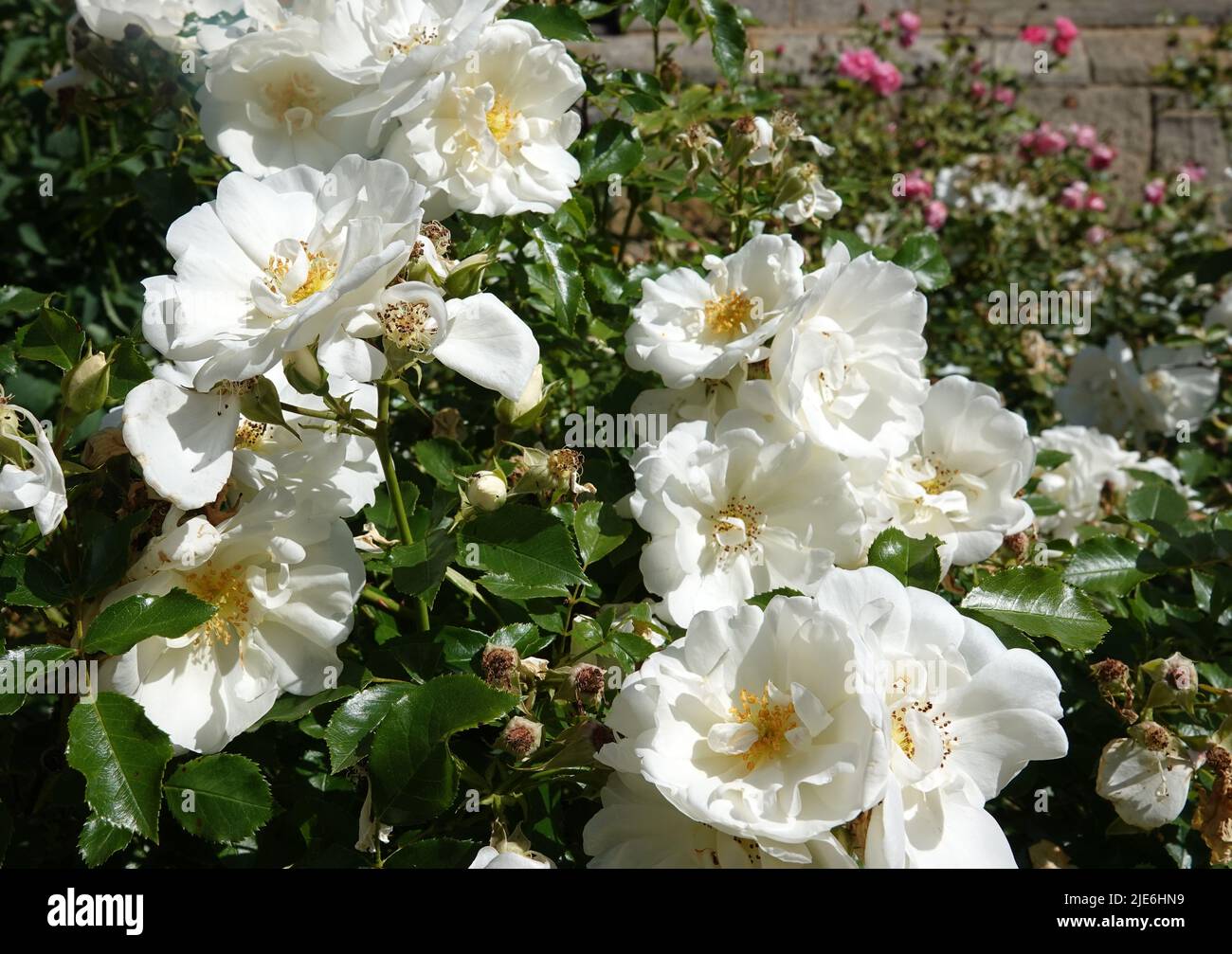 A  white rose shrub with a large amount of flowers. It's a semi-double  spray rose. Stock Photo