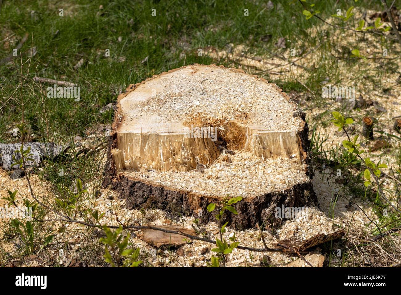 stumps and branches left after logging in the forest, deforestation to