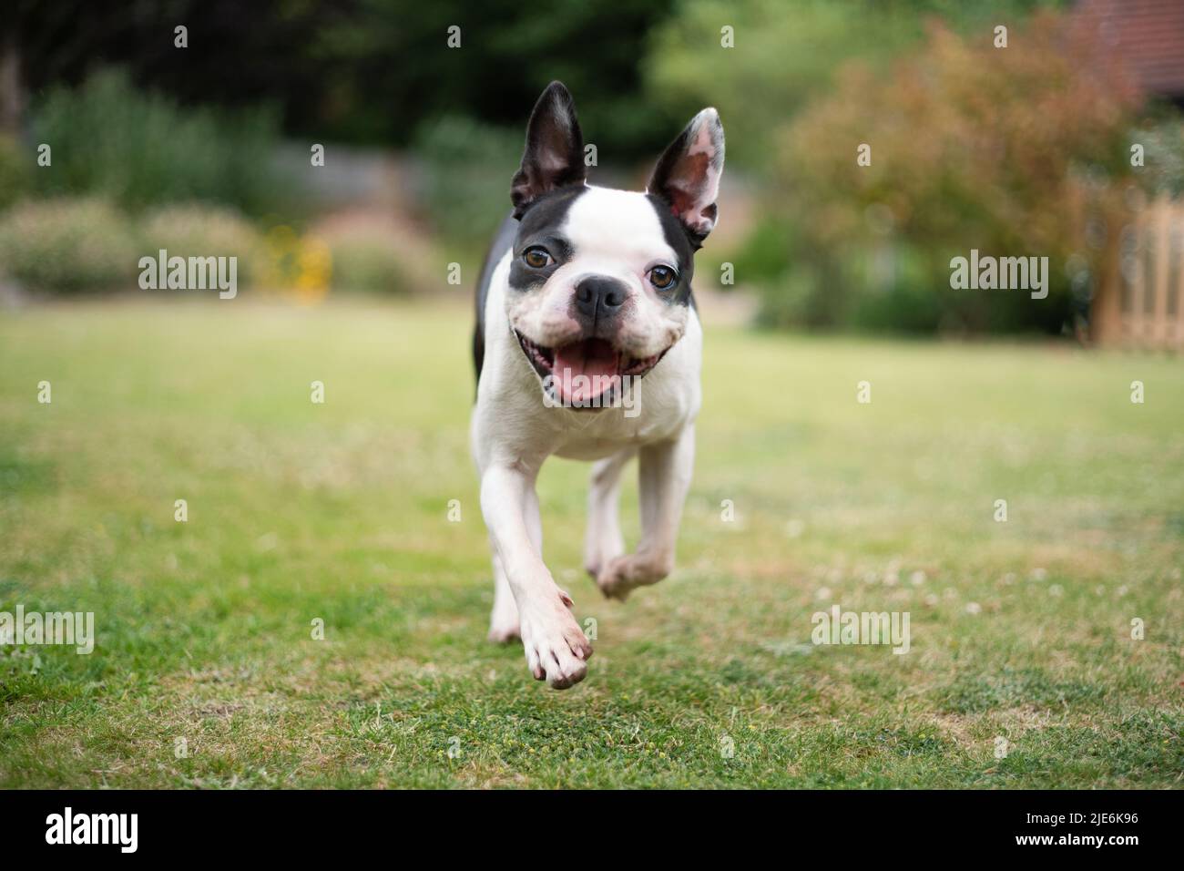 Boston Terrier dog running in a garden towards the camera at eye level. Shallow focus on her eyes. She looks very happy. Stock Photo