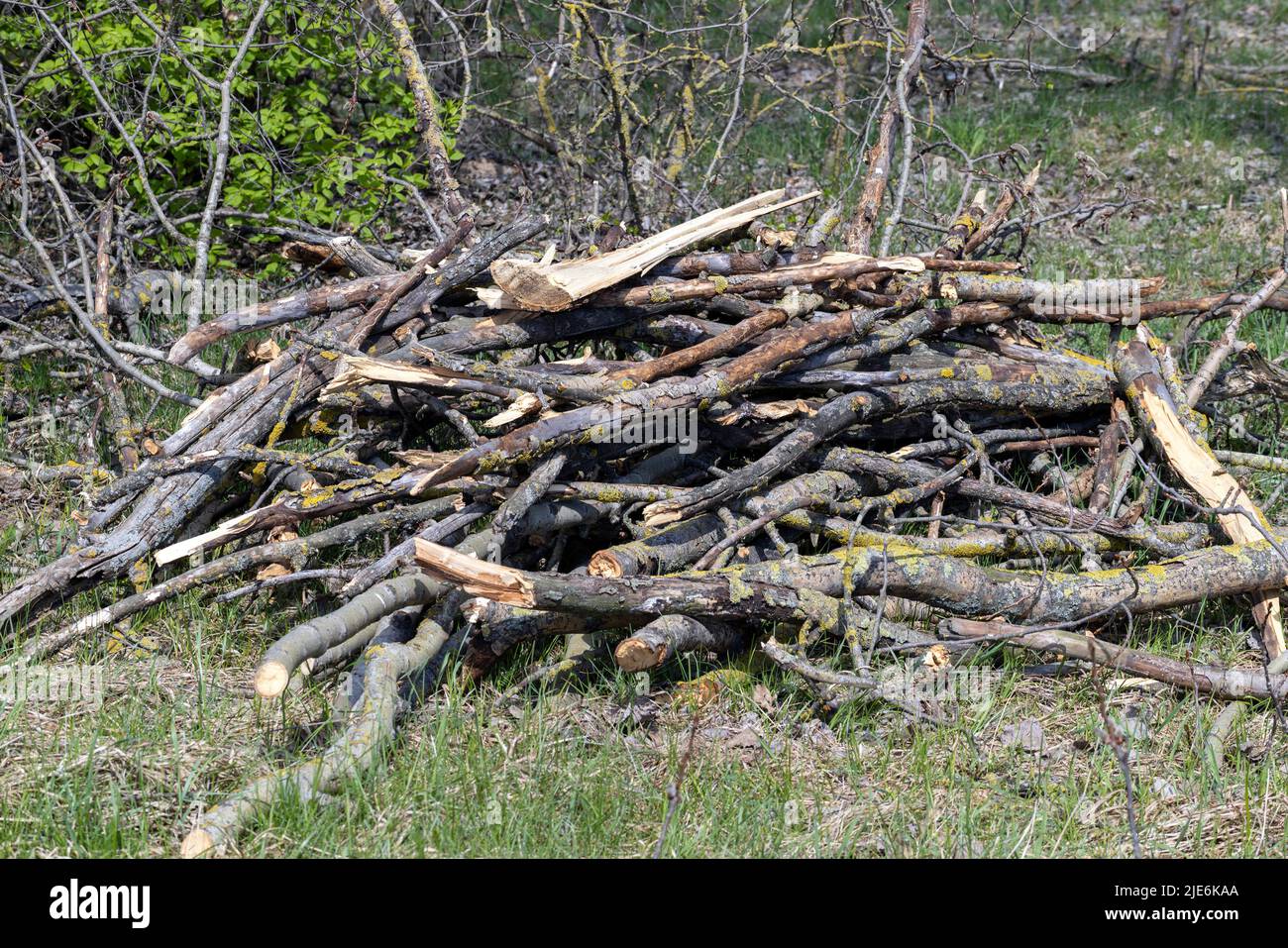 stumps and branches left after logging in the forest, deforestation to