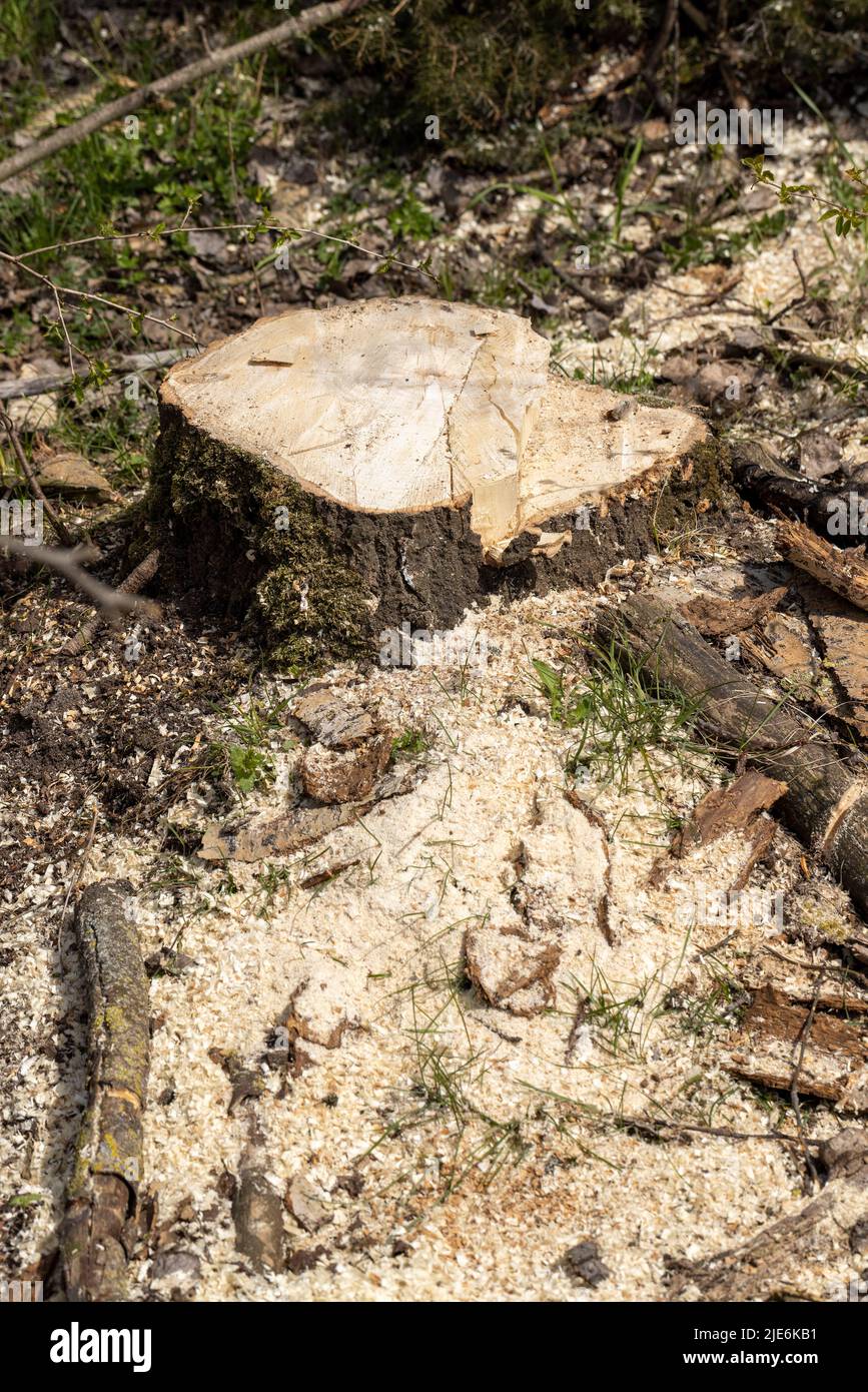 stumps and branches left after logging in the forest, deforestation to