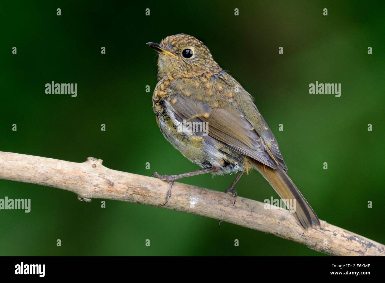 Fledgling robin at rest perched on thin branch Stock Photo