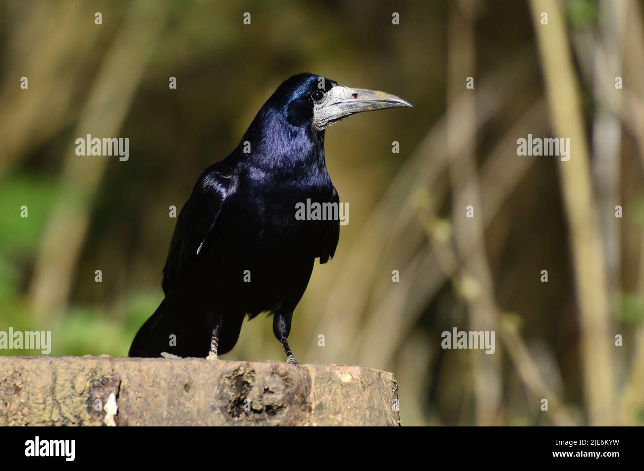 adult rook perched at rest in spring, Dorset, UK Stock Photo