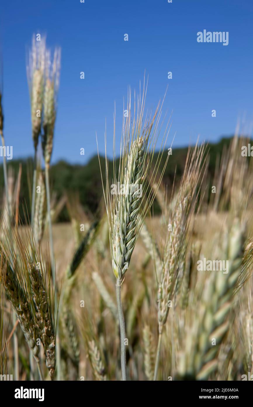 an agricultural field where a crop of cereals is grown to produce food