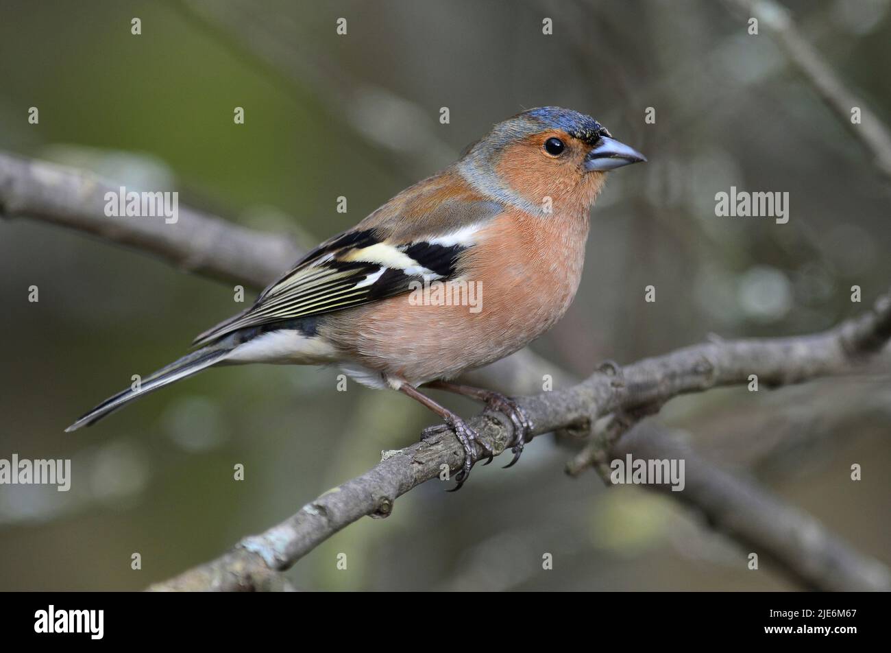 Adult male chaffinch perched on tree branch in spring Stock Photo