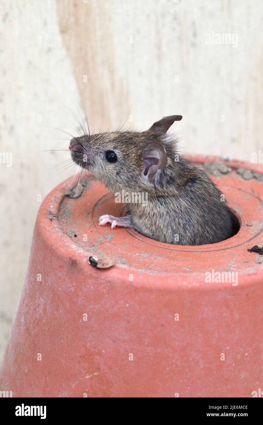 Adult house mouse climbing out of flower pot. Stock Photo