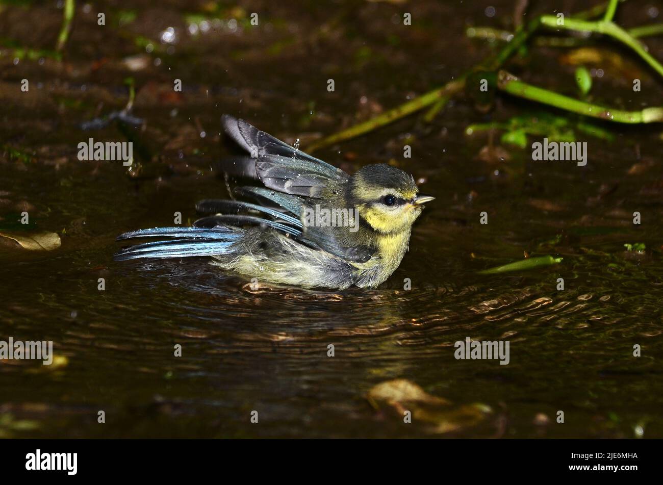 Juvenile blue tit bathing in woodland stream Stock Photo