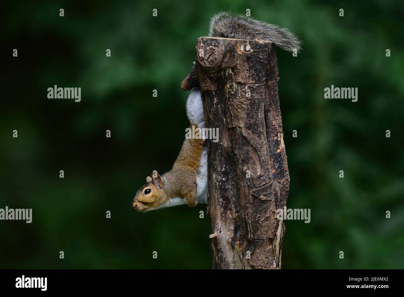 Adult grey squirrel climbing on tree stump Stock Photo