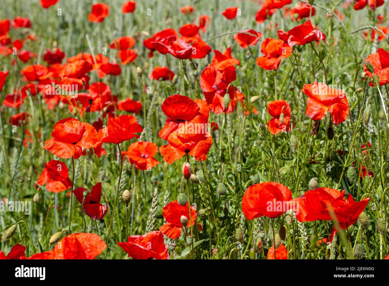 red poppies growing in an agricultural field with cereals, red poppy
