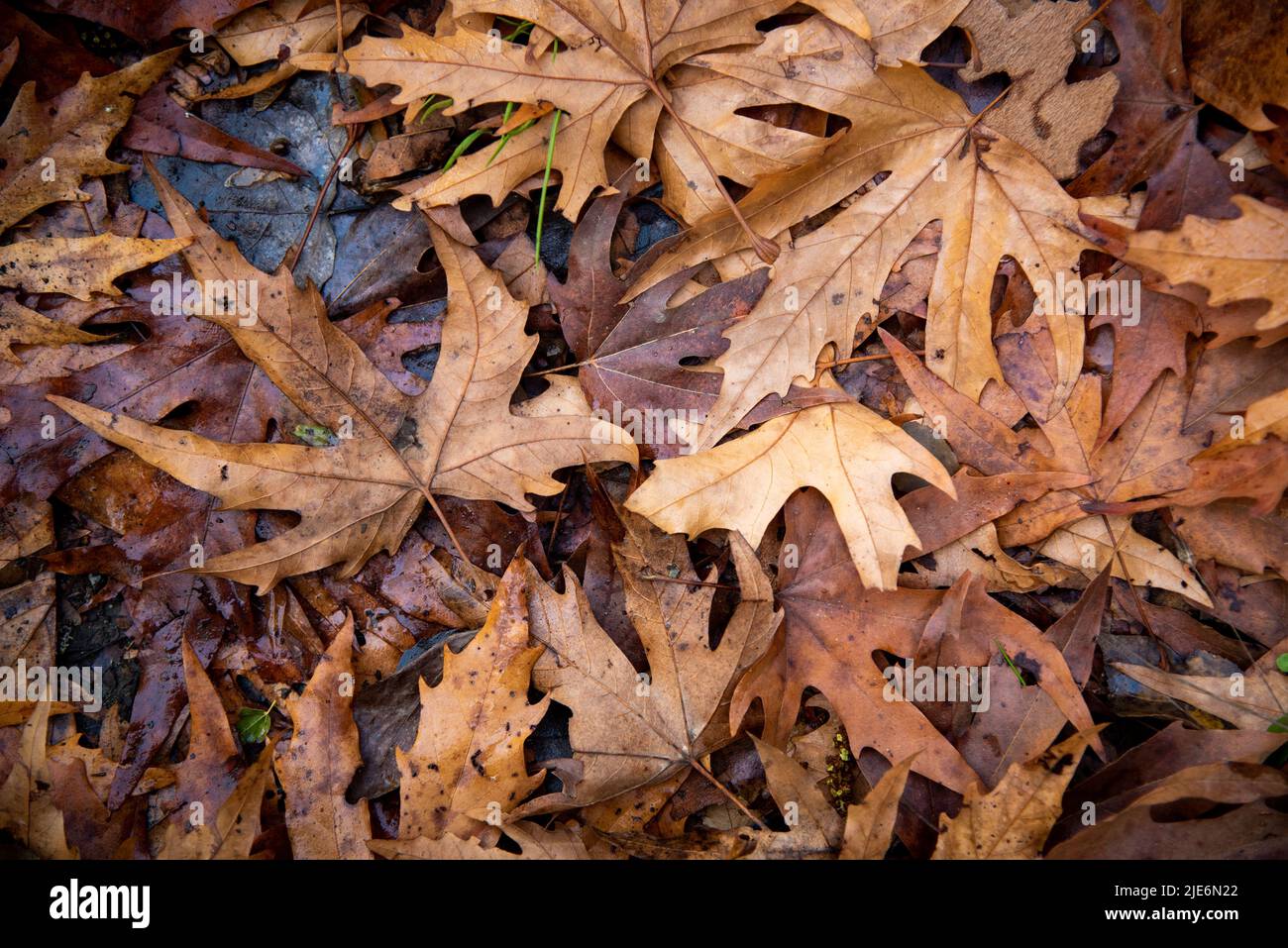 Yellow maple autumn leaves foliage in the ground. Fall season nature background Stock Photo