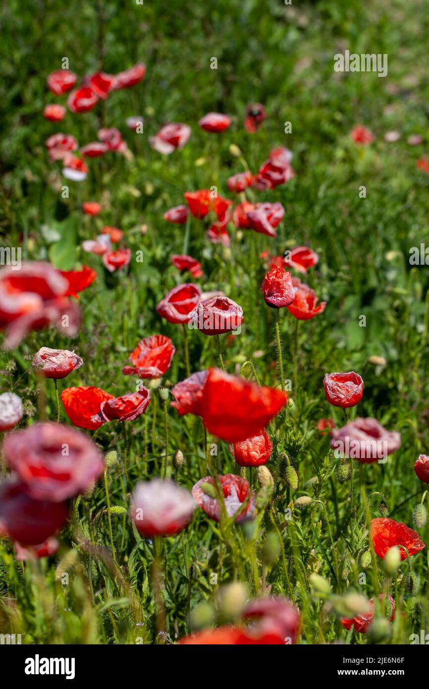 red poppies growing in an agricultural field with cereals, red poppy