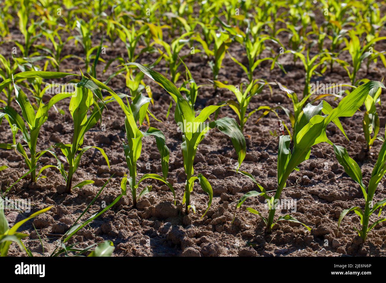 young green corn in mud and soil after rains, agricultural field with