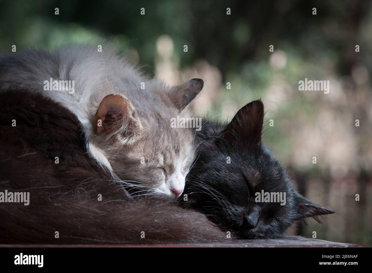 White and black lazy cats sleeping. Concept of love and care Stock Photo