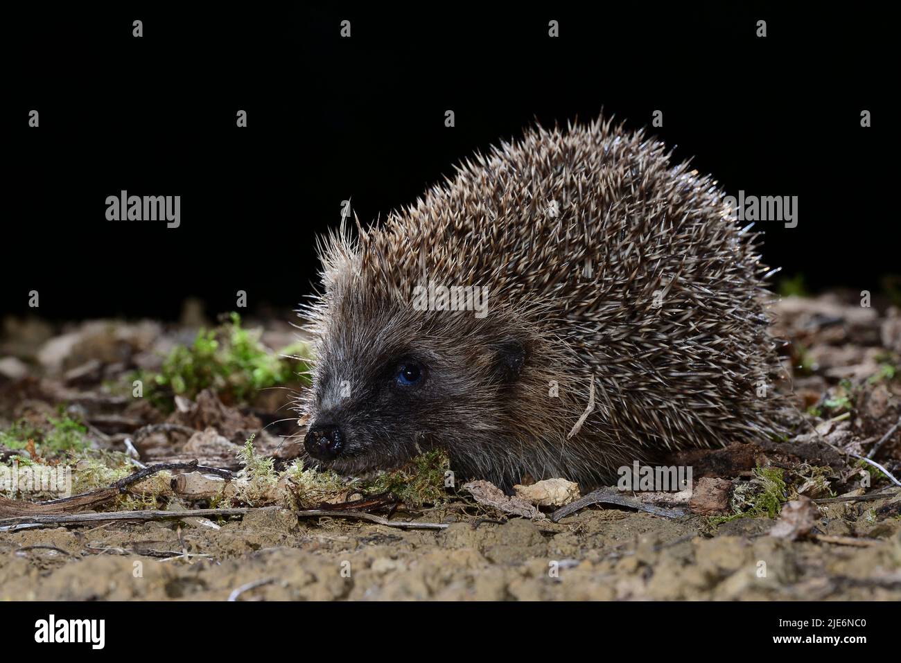 Hedgehog foraging on rough ground at night in Dorset, UK Stock Photo
