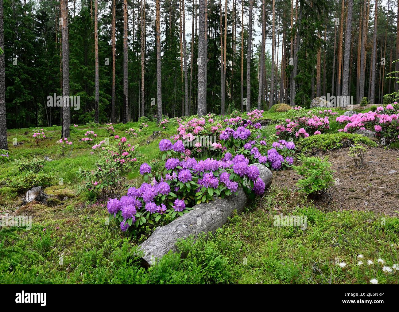 blooming rhododendrons in the park Ilolan Arboretum in Finland Stock Photo