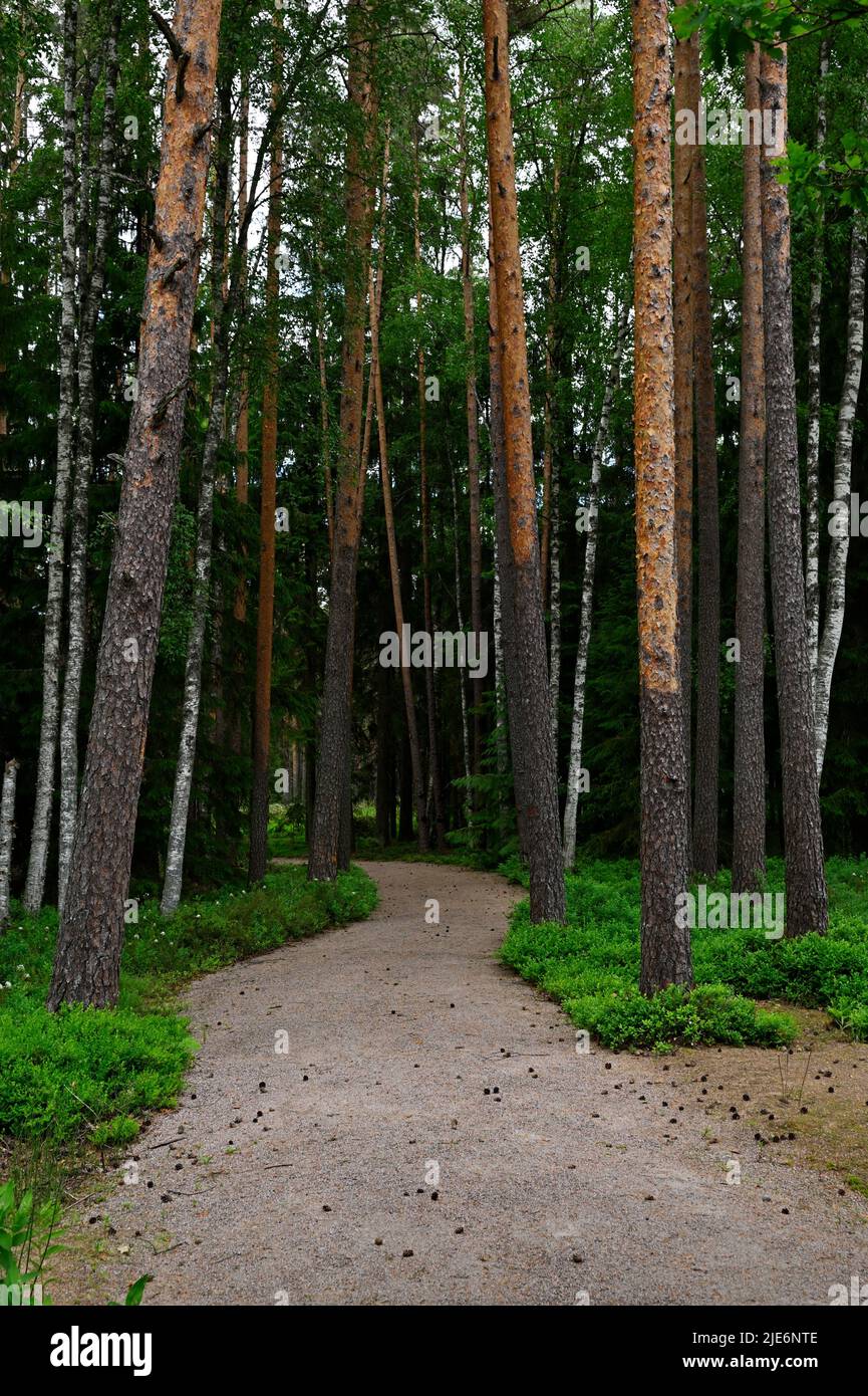 dirt path in a summer forest in Finland Stock Photo