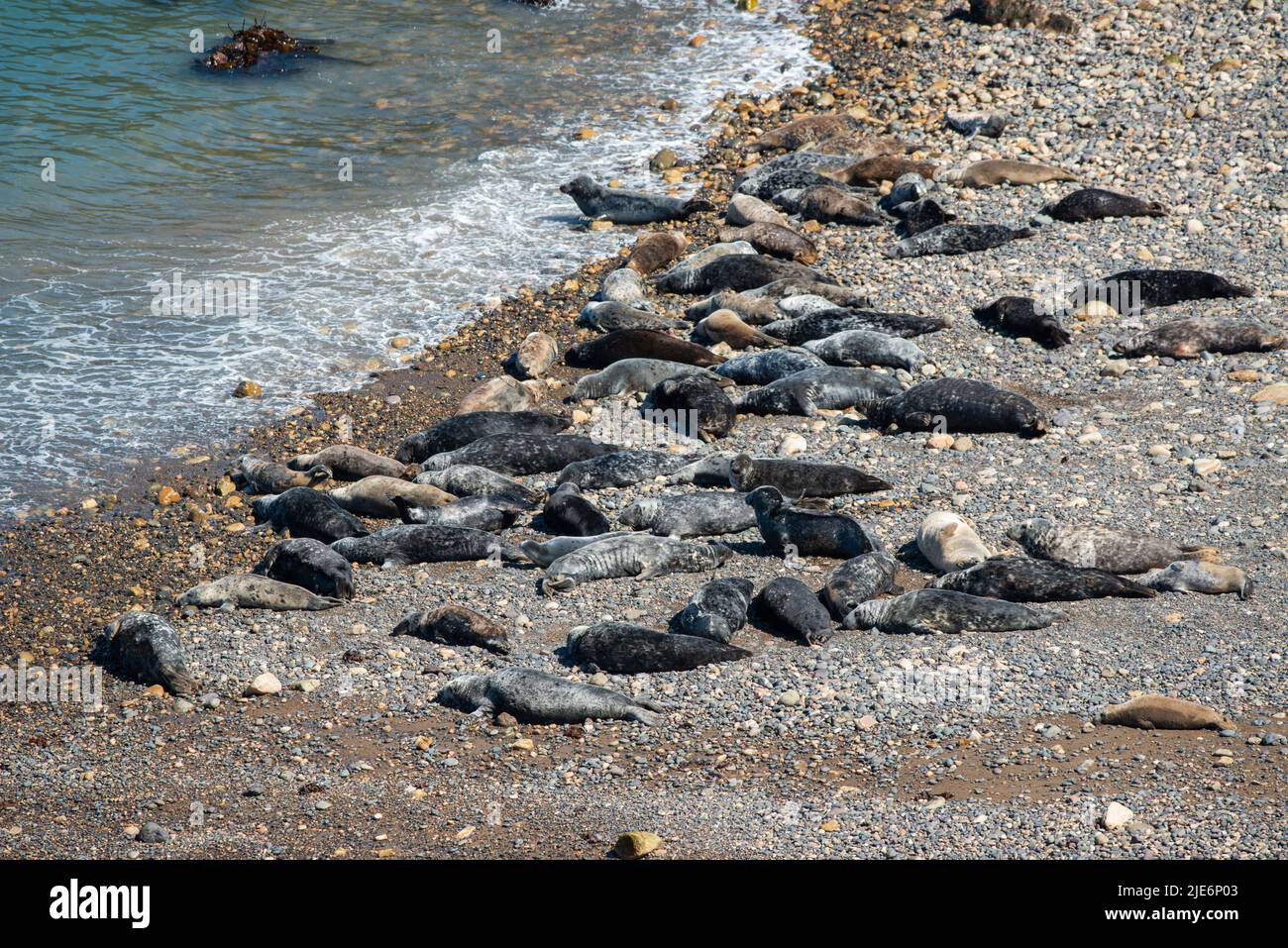 Atlantic grey seals hauled out in April on North Haven, Skomer Island, Pembrokeshire, Wales, UK Stock Photo