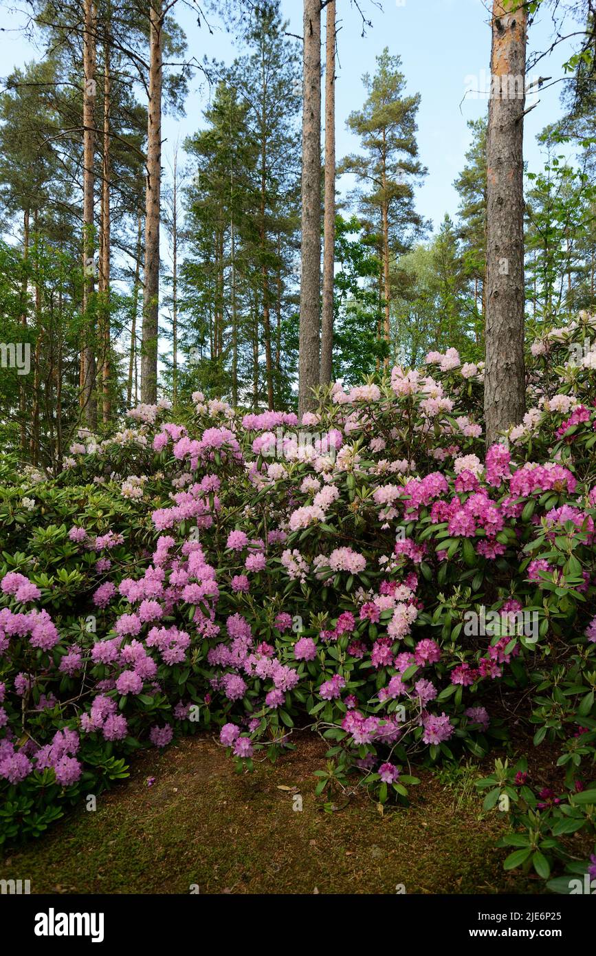blooming rhododendrons in the park Ilolan Arboretum in Finland Stock Photo