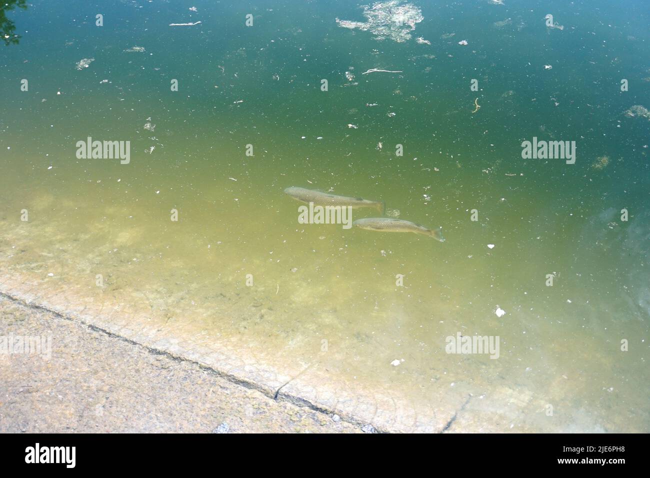 fish swimming in a dirty pond Stock Photo Alamy
