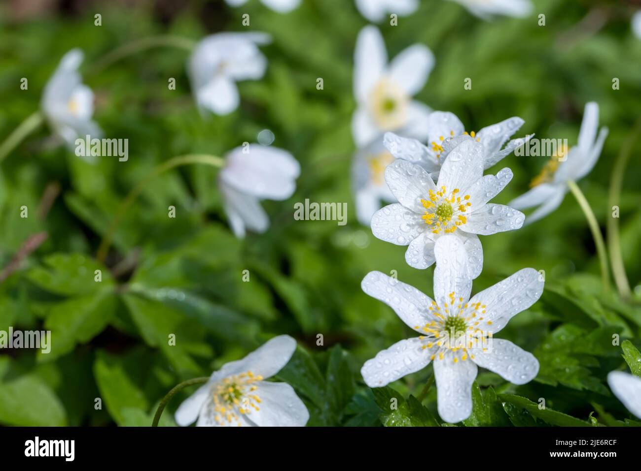 spring white flowers sprouting in the forest, sunny warm spring weather with the first white flowers growing in the forest Stock Photo