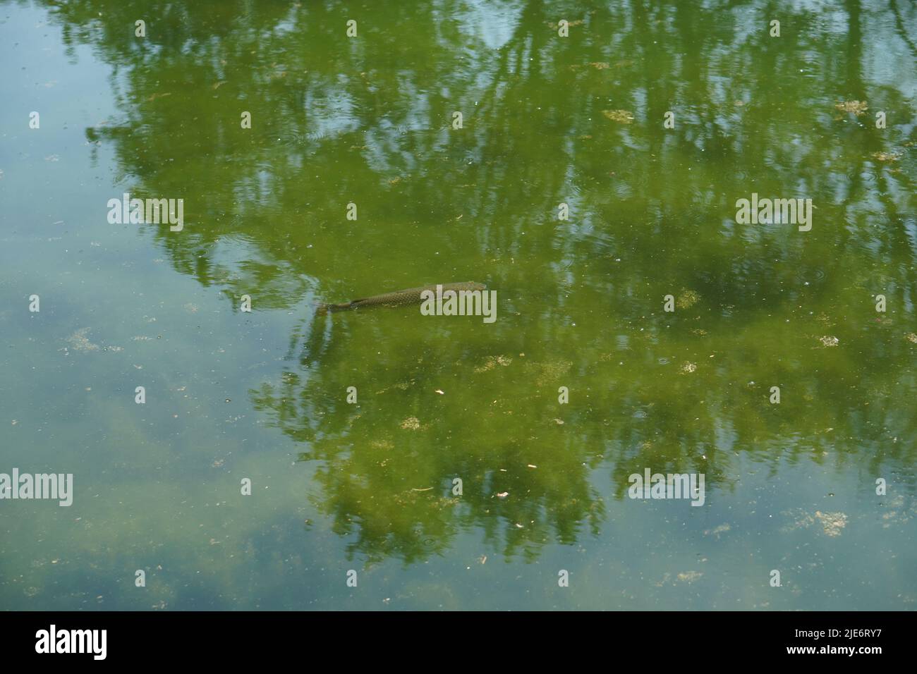 fish swimming in a dirty pond Stock Photo Alamy