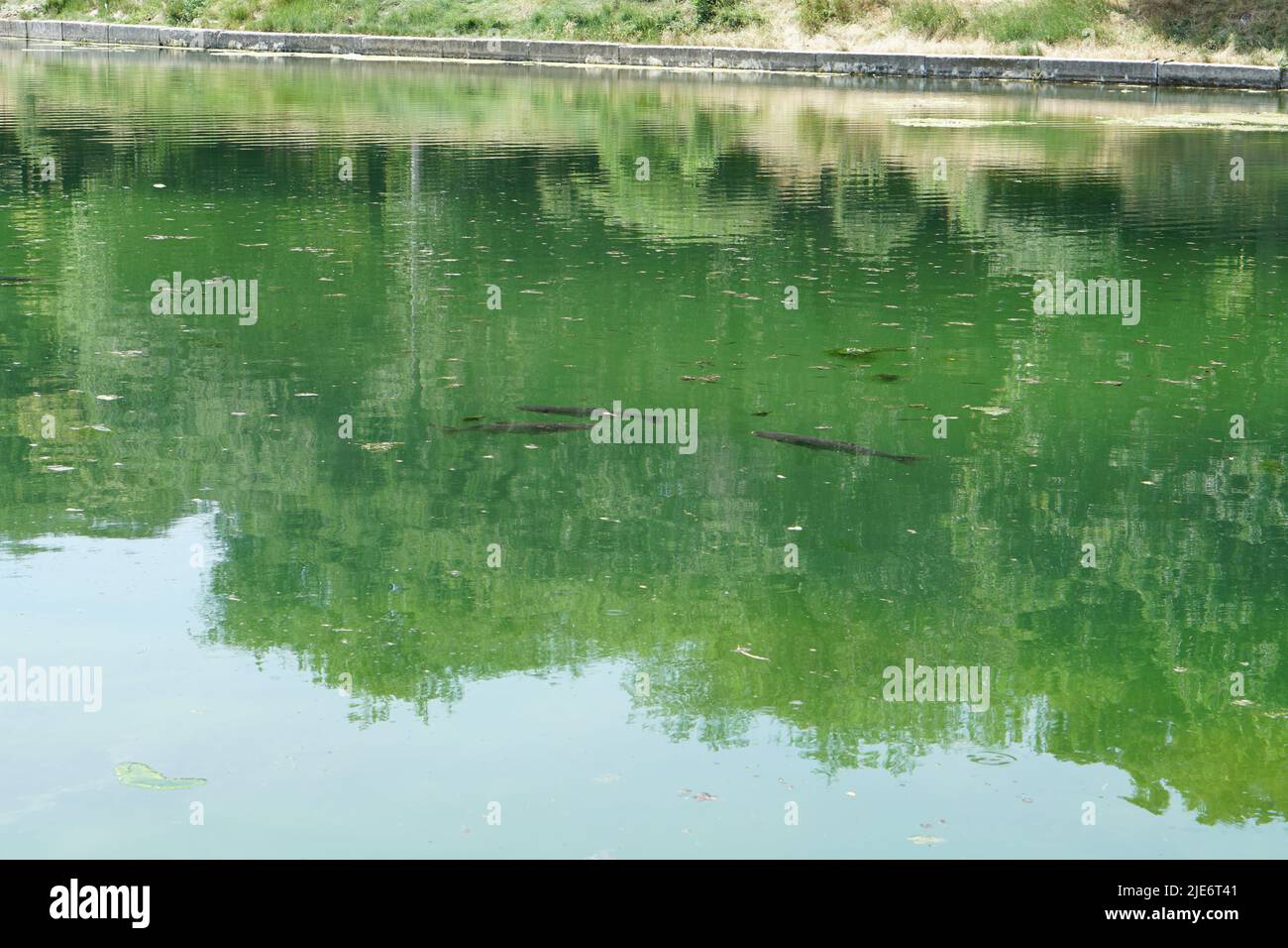 fish swimming in a dirty pond Stock Photo Alamy