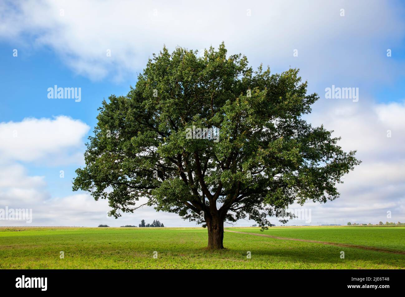 a big old oak tree growing in a field with green plants, a lonely oak ...