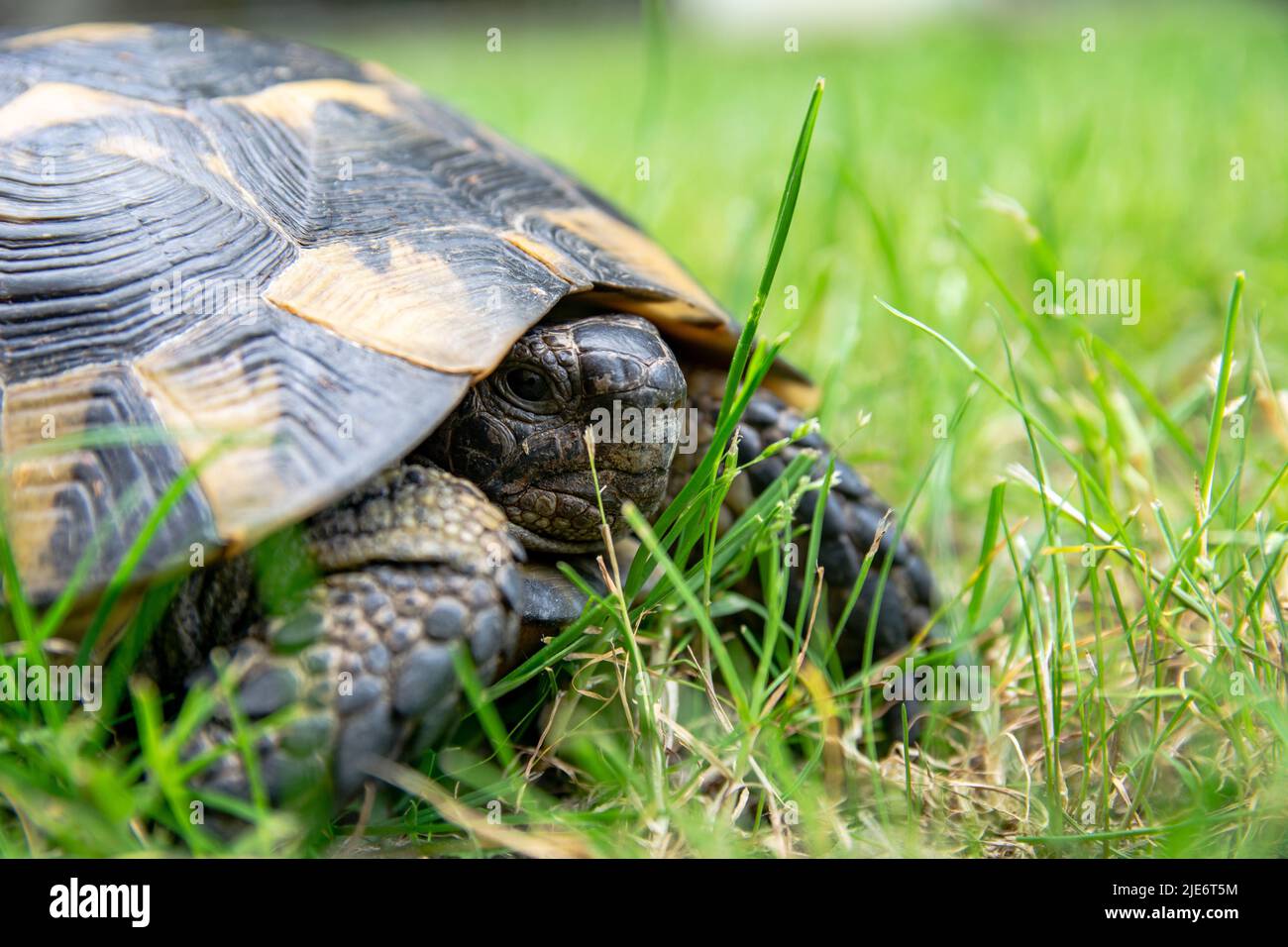 Land Tortoise Sits in the grass Close-up photo. Turtle portrait, shell ...