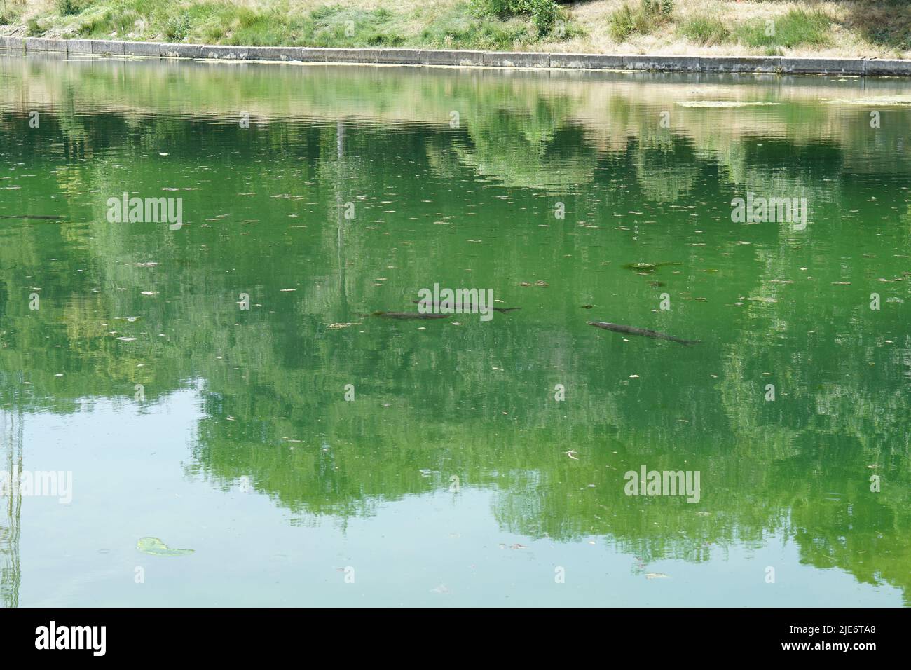 fish swimming in a dirty pond Stock Photo - Alamy