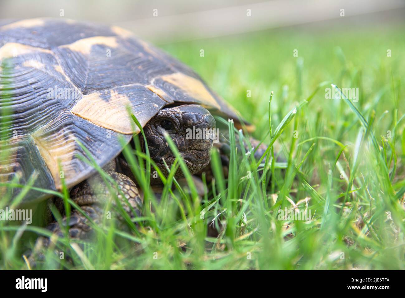 Land Tortoise Sits in the grass Close-up photo. Turtle portrait, shell and tortoise head. Stock Photo