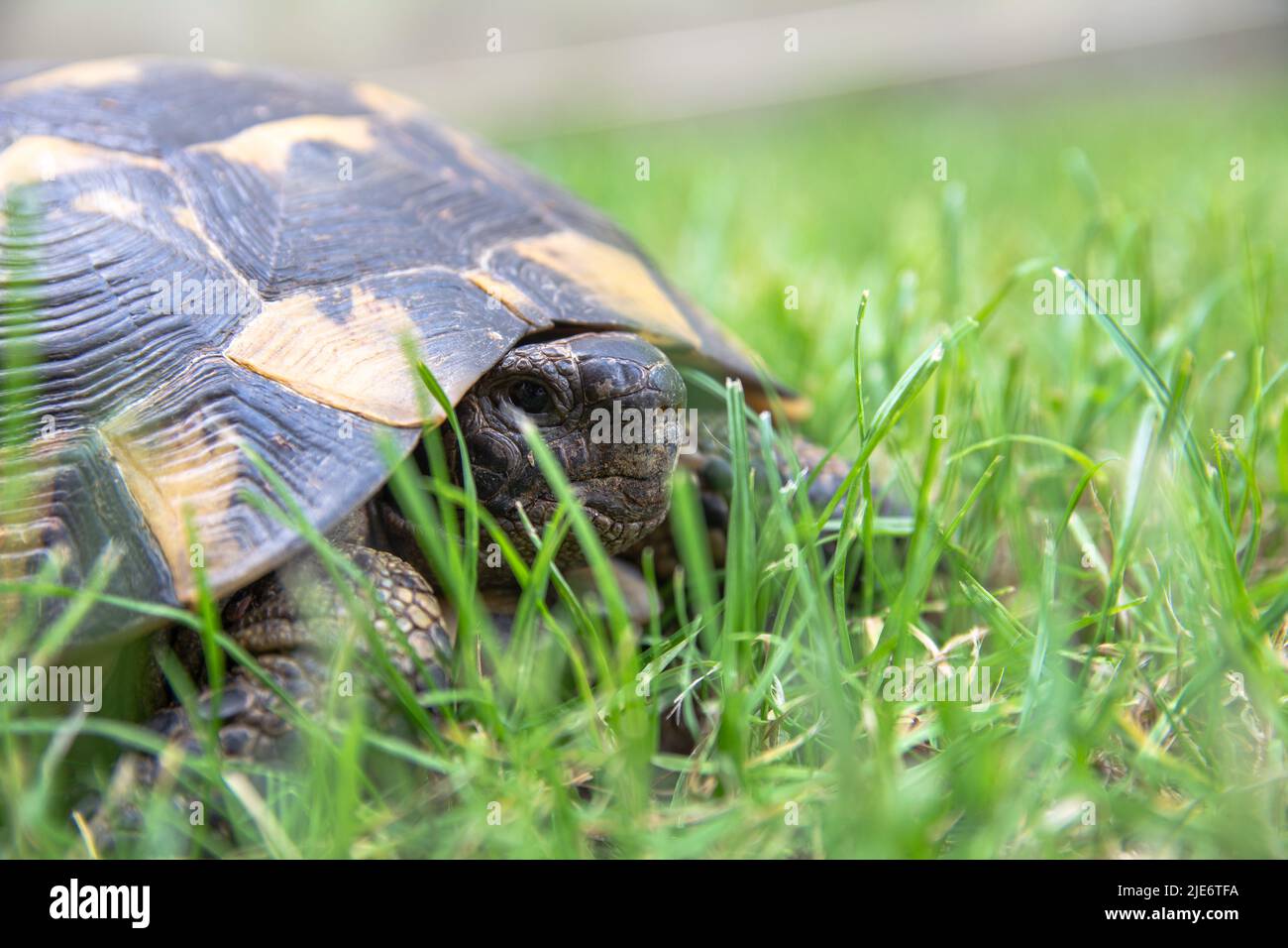 Land Tortoise Sits in the grass Close-up photo. Turtle portrait, shell ...