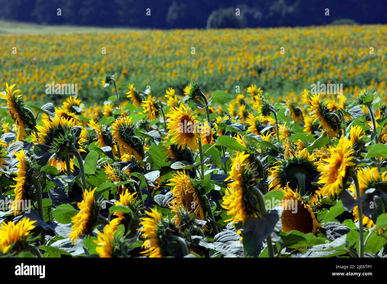 blooming yellow sunflowers in the summer season, sunny weather on the ...