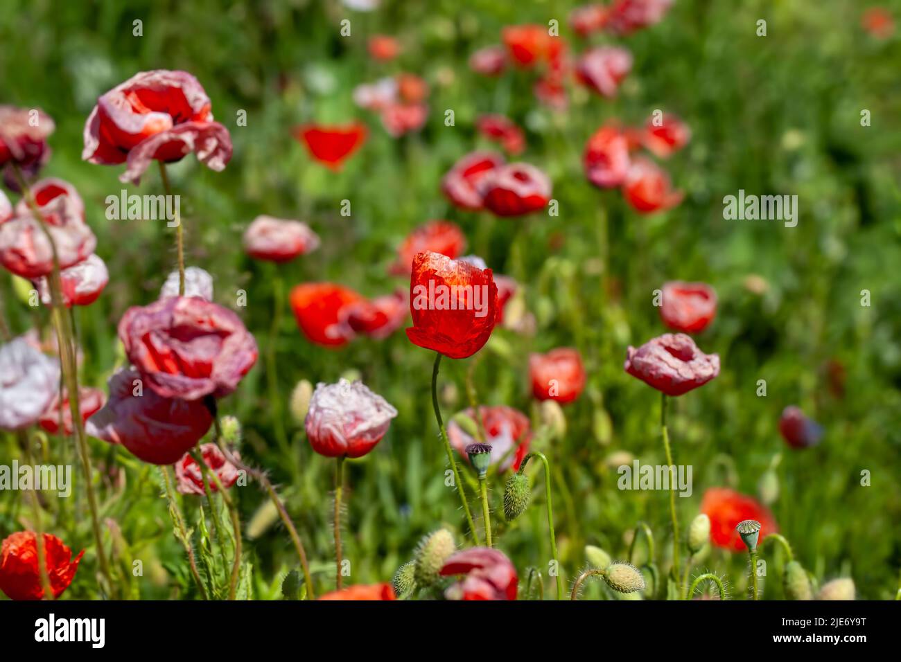 red poppies growing in an agricultural field with cereals, red poppy