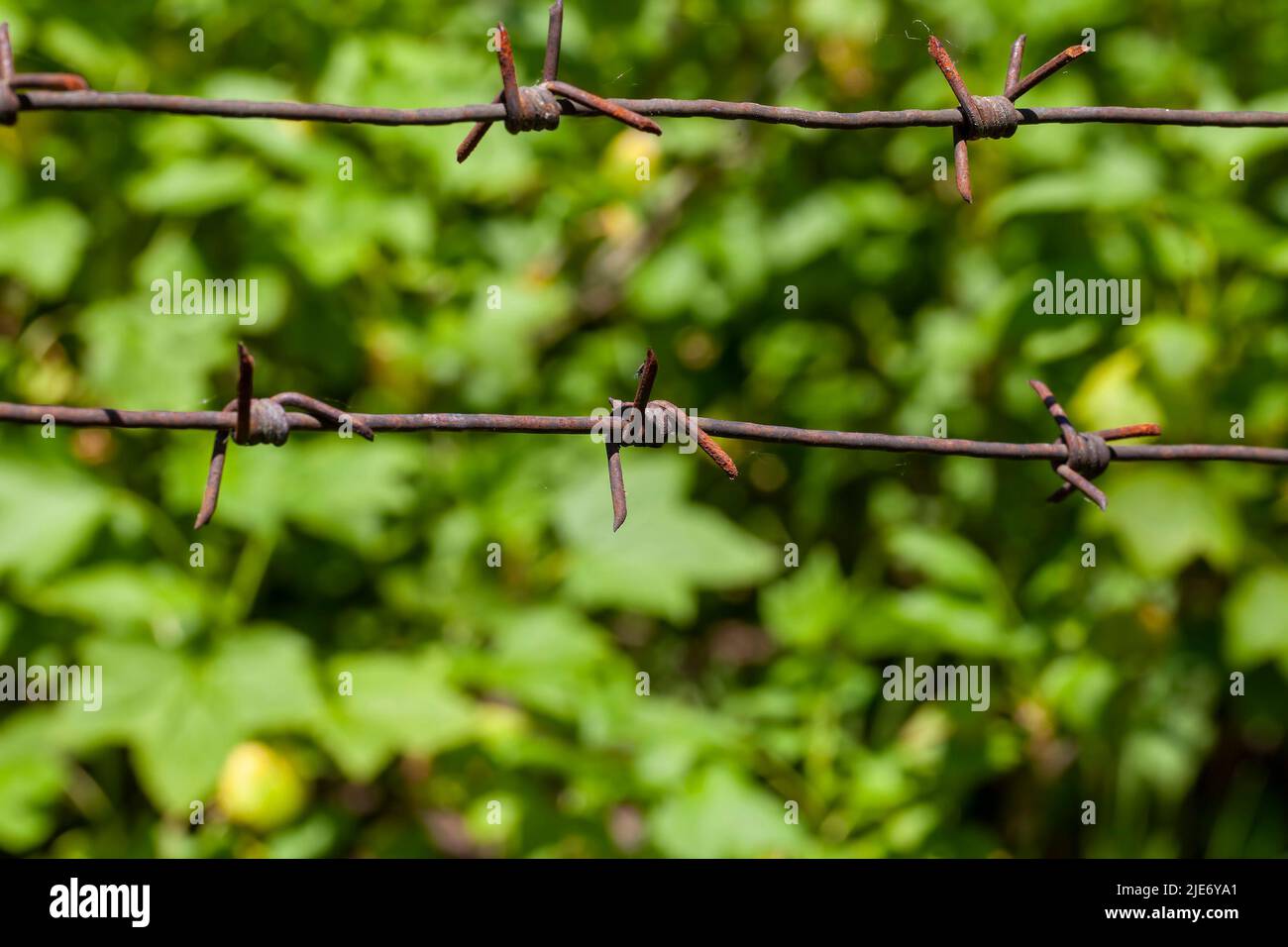 old barbed wire on the fence to protect the territory, old steel metal
