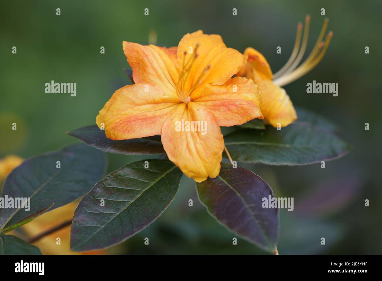 Closeup view of Rhododendron flowers in a garden Stock Photo