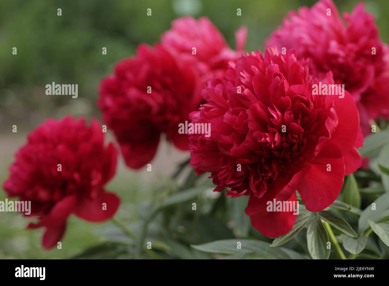 Closeup view of peony flowers in a garden Stock Photo - Alamy