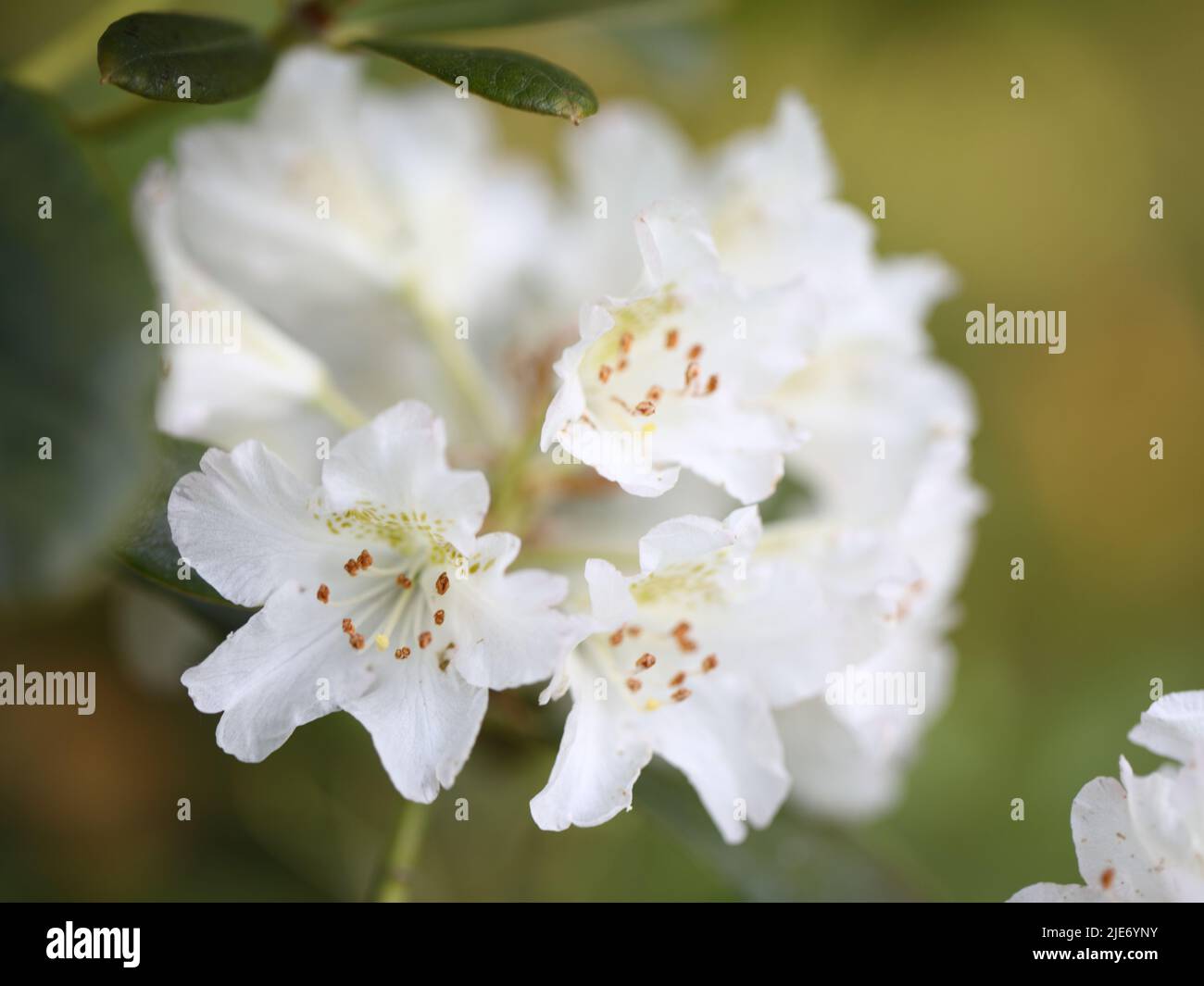 Closeup view of Rhododendron flowers in a garden Stock Photo - Alamy