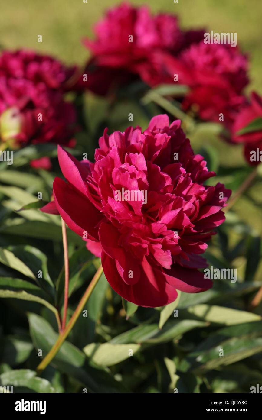 Closeup view of peony flowers, the cultivar 'Ruth Clay' , in a garden Stock Photo