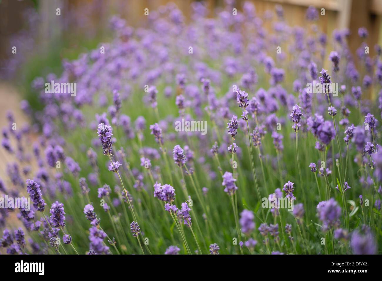 Very shallow focus on lavender growing in a garden as a border by a picket fence. Stock Photo