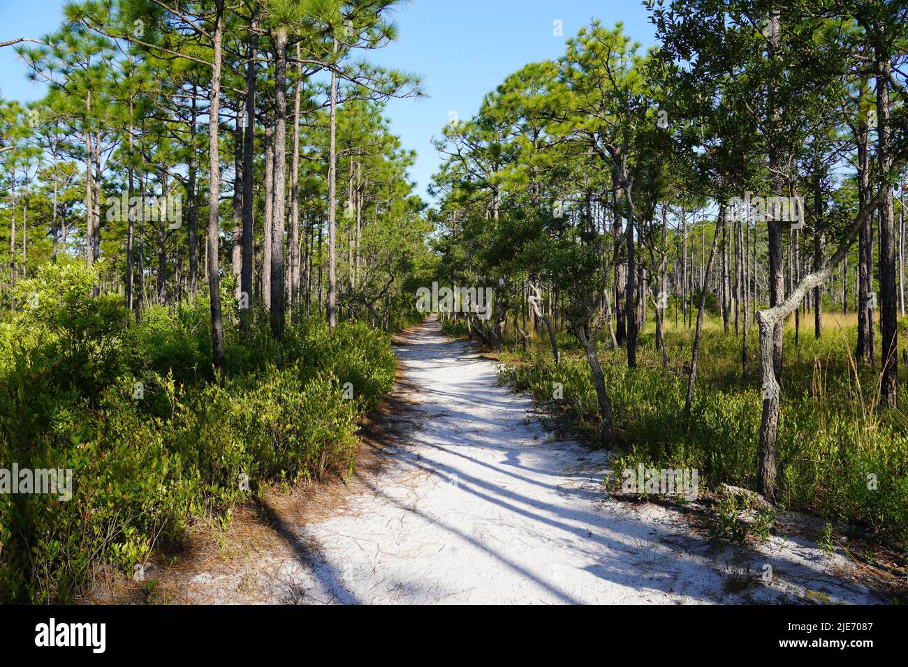 Sandy trail through a longleaf pine forest in Carolina Beach State Park in NC Stock Photo