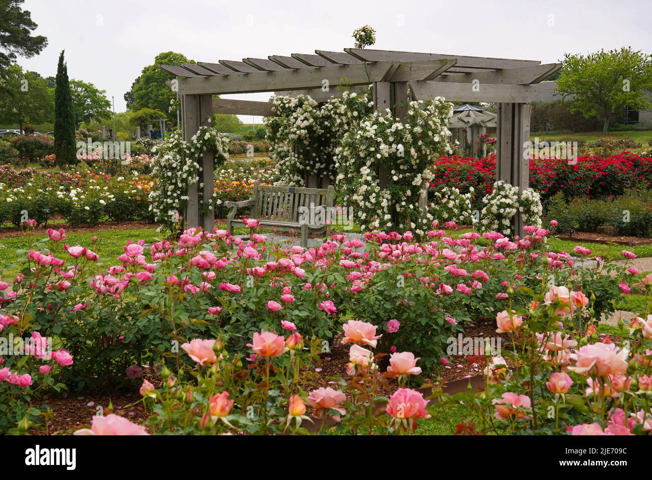Roses climbing a gazebo trellis surrounded by roses in bloom in the Norfolk Botanical Garden in Virginia Stock Photo