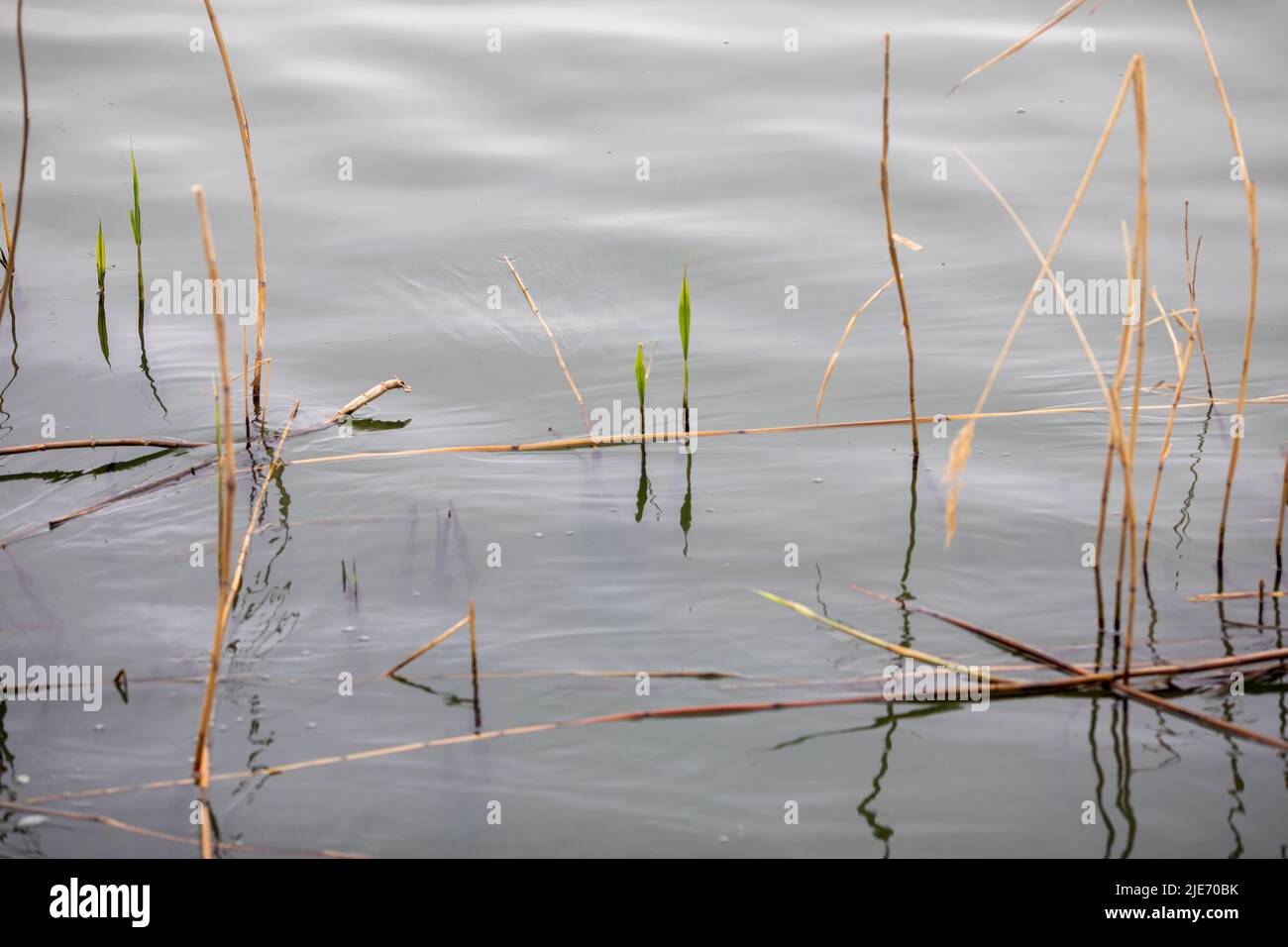 Green reeds at the water with sun shining Stock Photo - Alamy