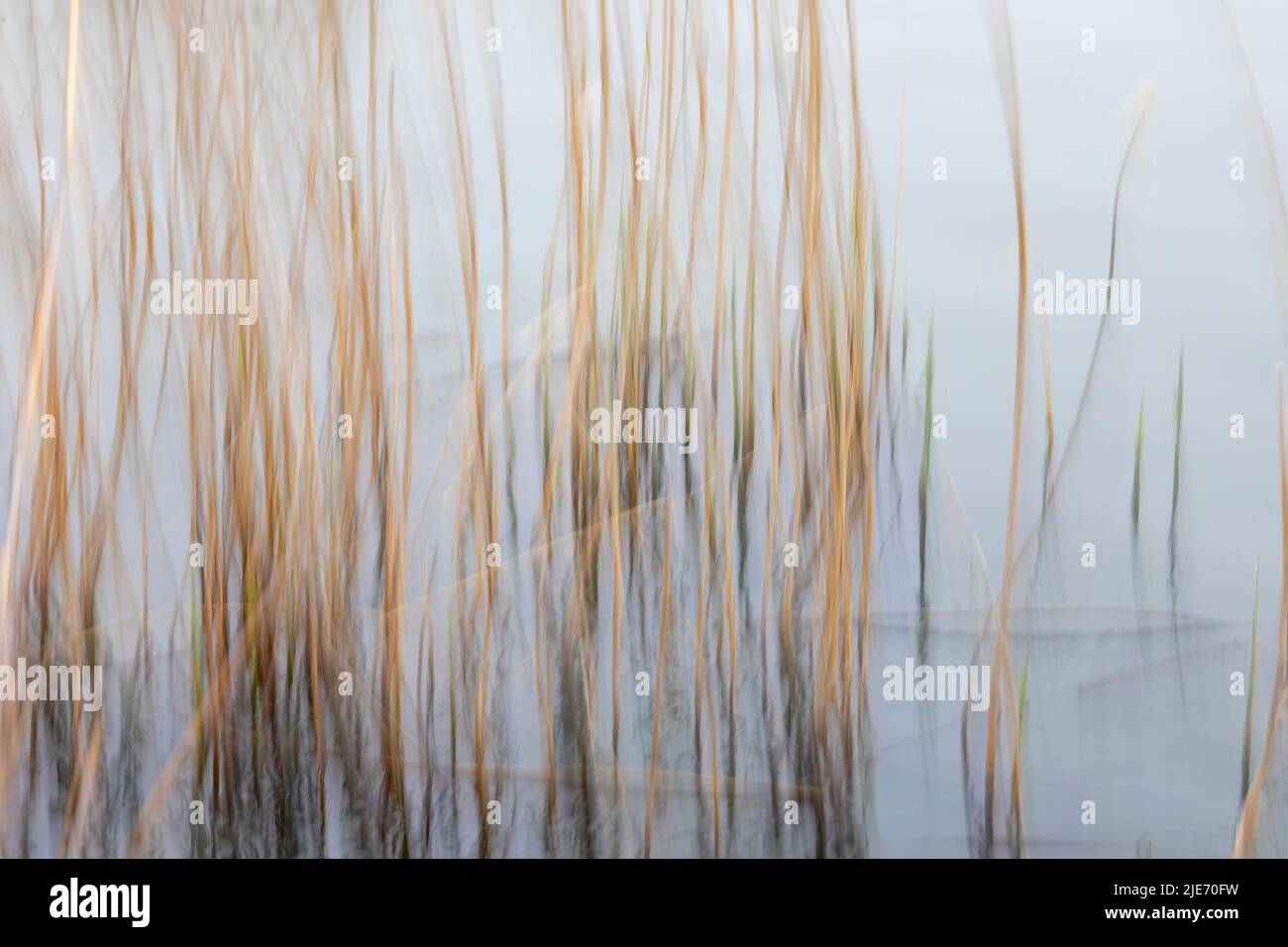 Abstract Yellow  reed beds background Stock Photo
