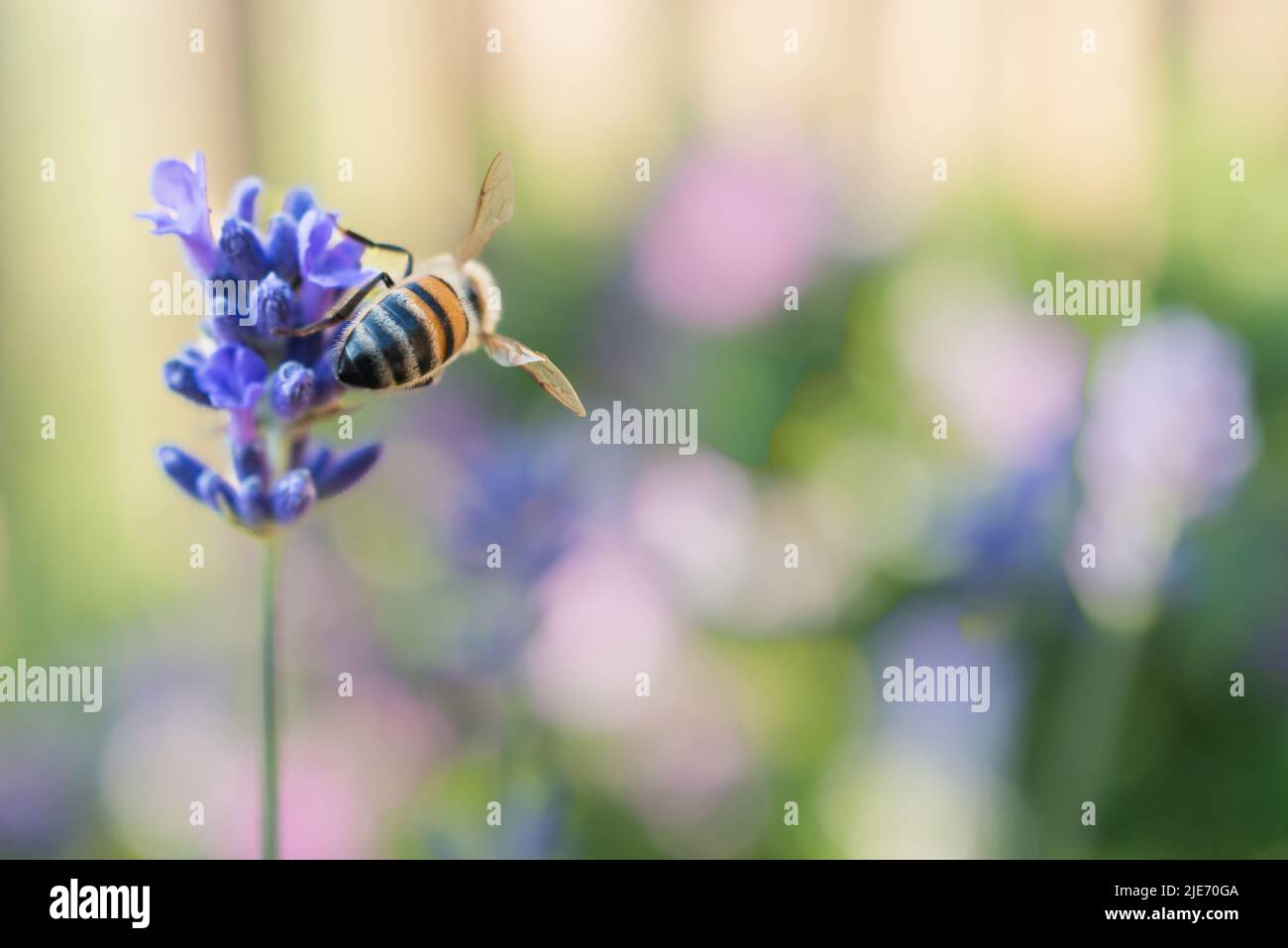 Bee on a lavender flower with a soft pastel colour background Stock Photo