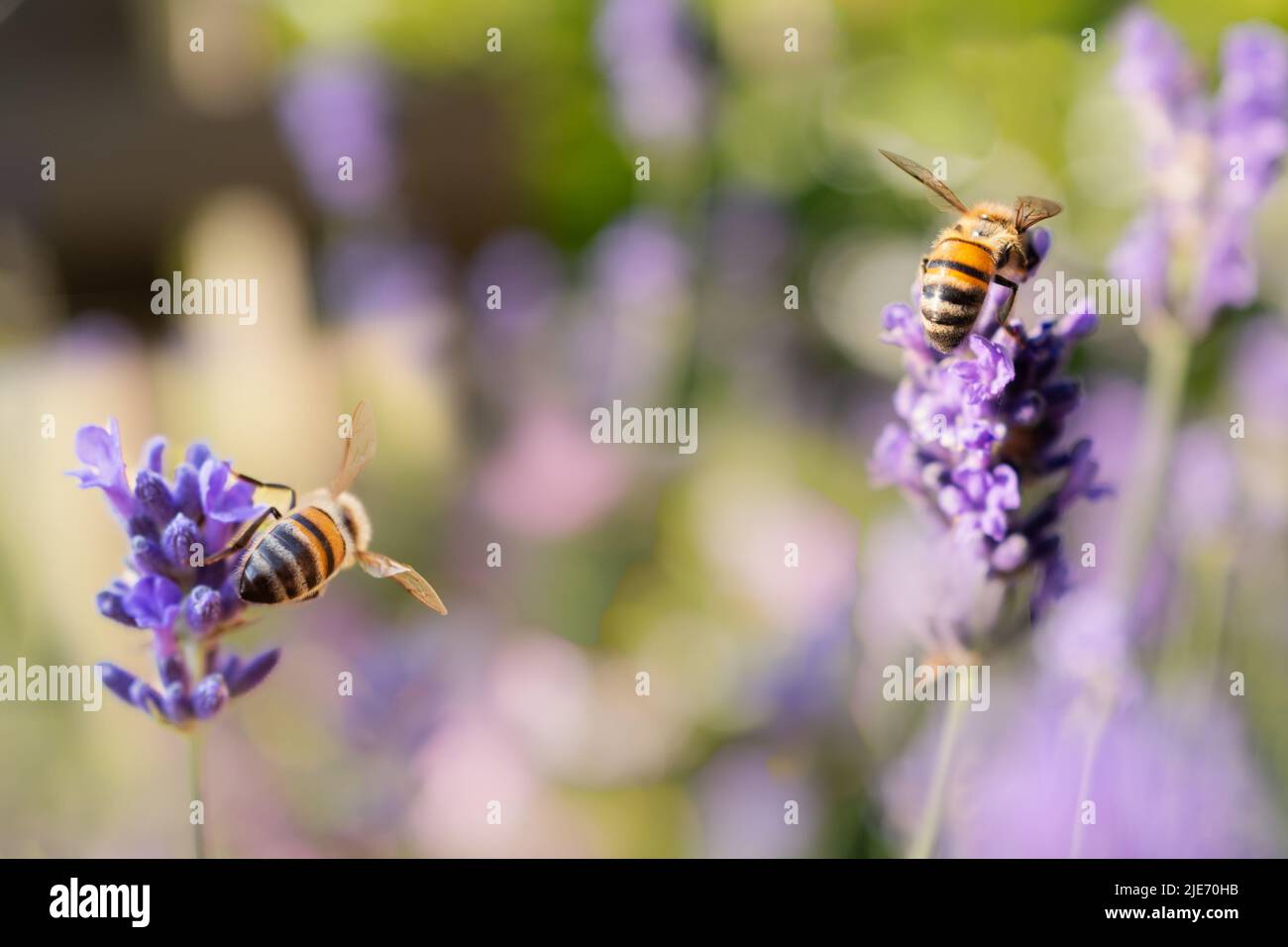 Two bees on a lavender flowers with a soft pastel colour background Stock Photo